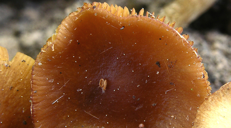 Galerina da determinare n�14.